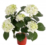 Hortensia 36cm wit groen